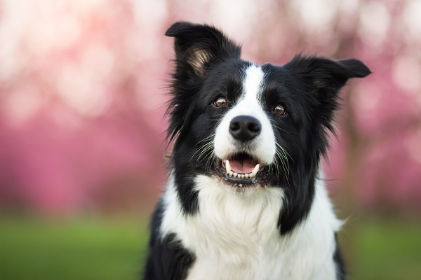 Ranking inteligência canina