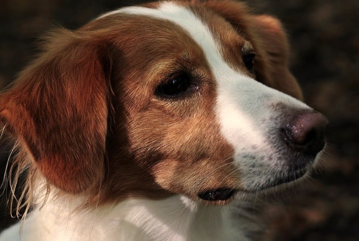 Reação alérgica em cachorro: conheça os perigos