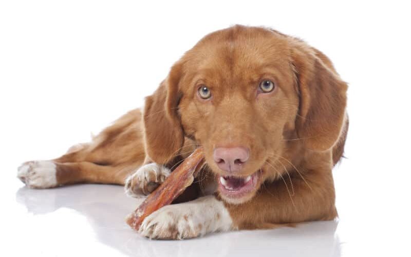 Saiba como escolher o melhor petisco para cachorro