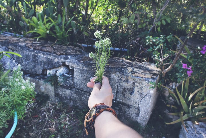 Você sabe como cuidar das plantas durante as viagens?