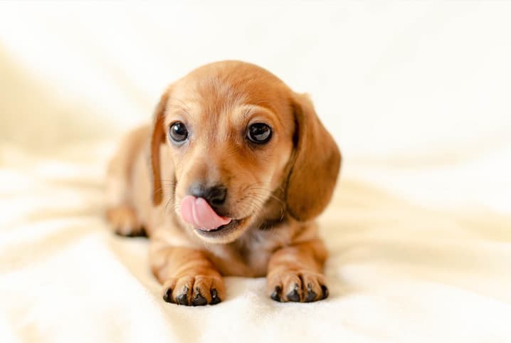 Cachorro lambendo o chão compulsivamente: saiba o que pode ser