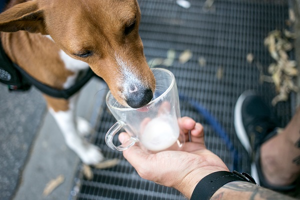 Cachorro pode tomar leite? Confira