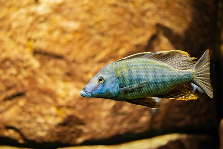 Ciclídeos africanos: conheça os peixes do Lago Malawi