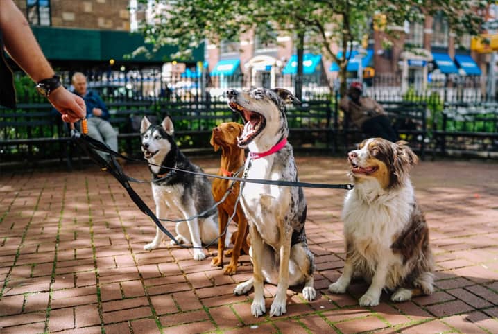 Como escolher o cuidador de cachorro ideal para o seu pet