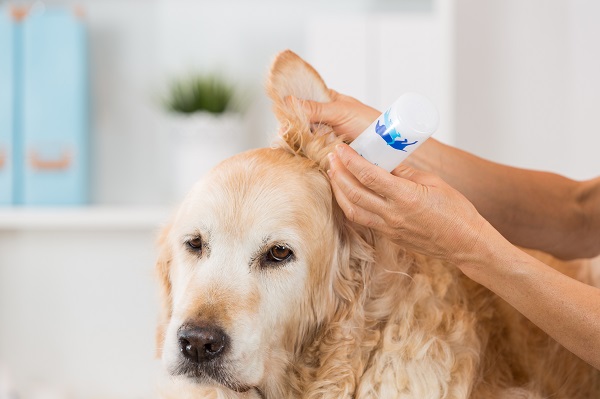 Como limpar orelha de cachorro