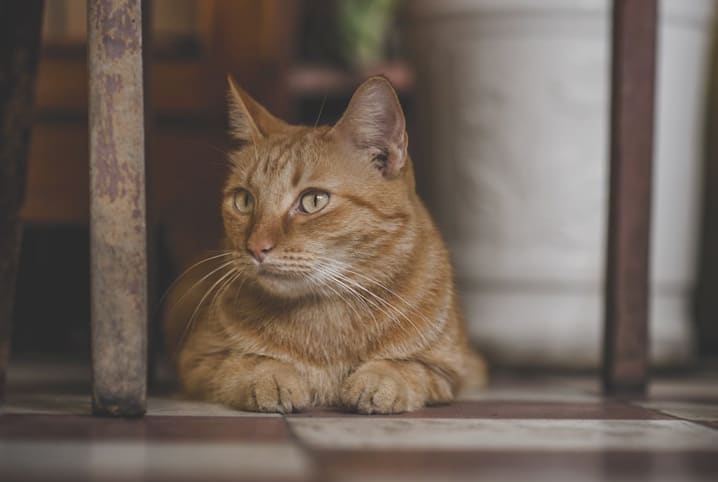 Diarreia em gatos? Saiba ajudar bichanos com problemas intestinais!