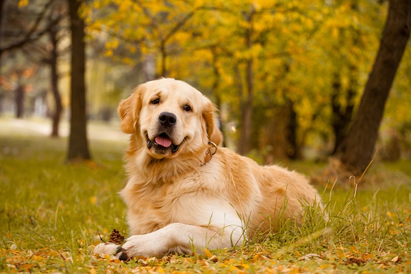 Golden Retriever – principais doenças