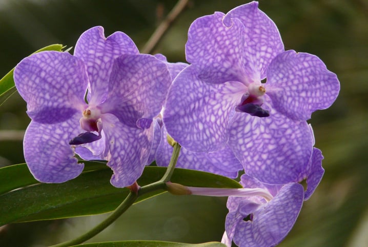 Tipos de orquídea: conheça alguns e se apaixone!