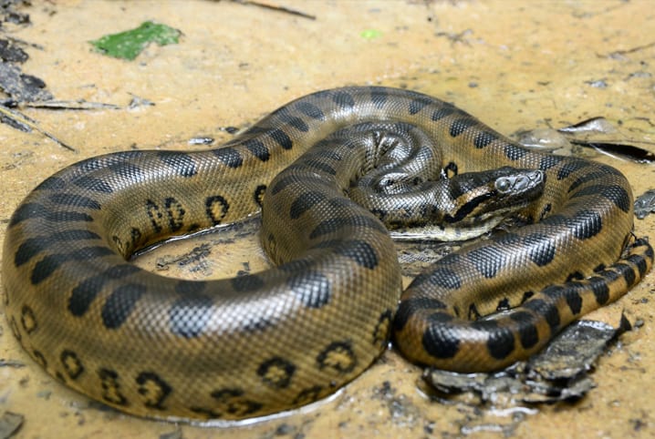 Tudo sobre cobra sucuri: conheça melhor as características da espécie