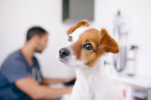 Cachorro com diarreia: o que pode ser?