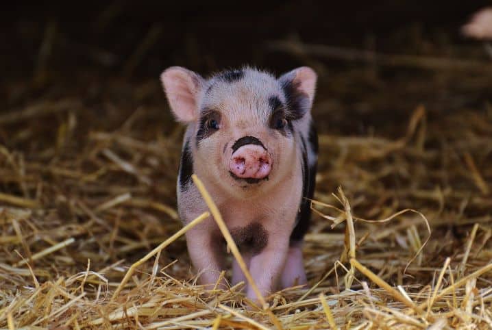 Coleira para pet: conheça 4 animais que podem usar o acessório