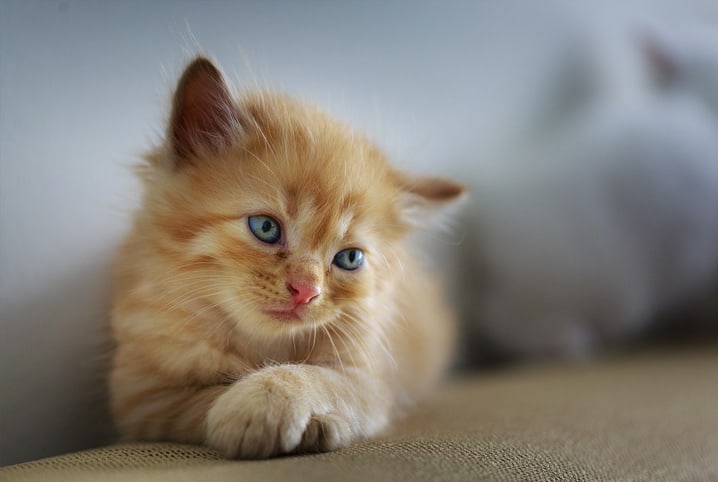 Dirofilariose em gatos: saiba como a doença afeta os bichanos