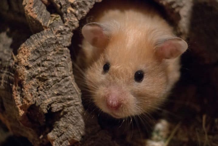 Obesidade em hamster: será que seu roedor precisa de dieta?