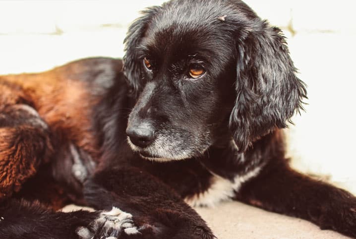 Parasitas em cachorros: os 5 principais visitantes indesejáveis