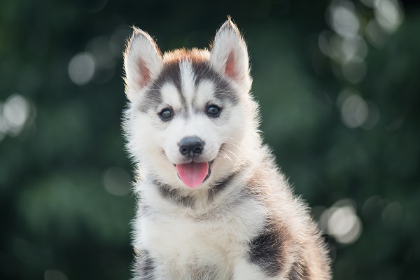 Principais dúvidas sobre o Husky Siberiano