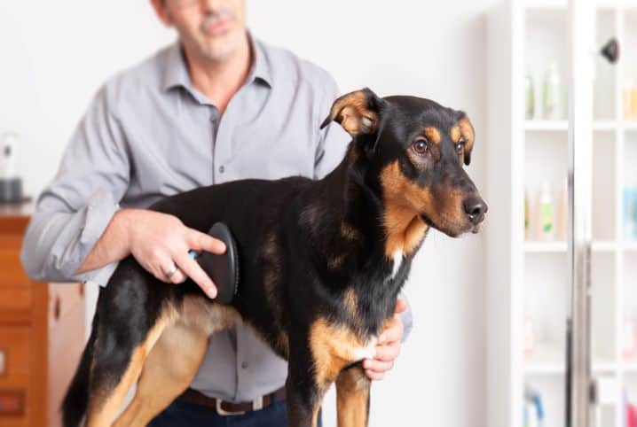 Saiba como escolher a melhor escova para cachorro