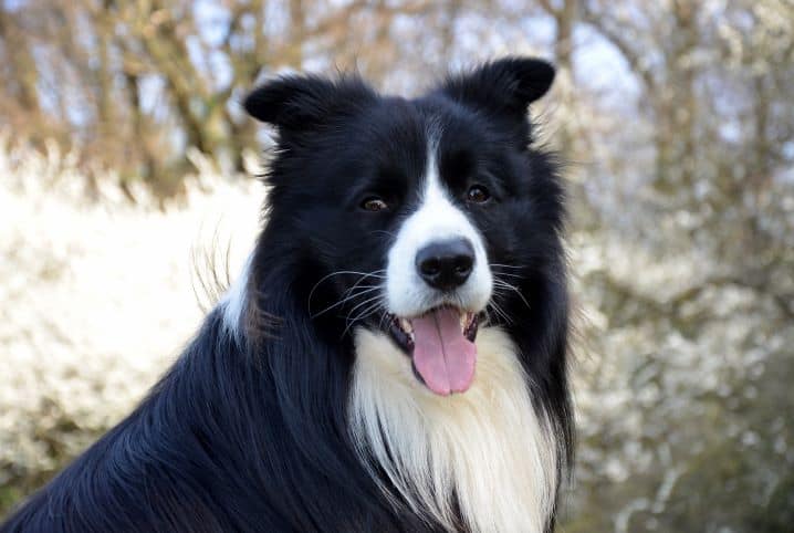 Tipos de pelo de cachorro: conheça melhor a pelagem de seu pet