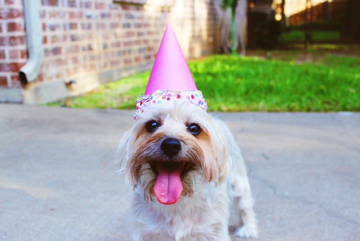 Aniversário de cachorro: saiba como fazer seu pet aproveitar