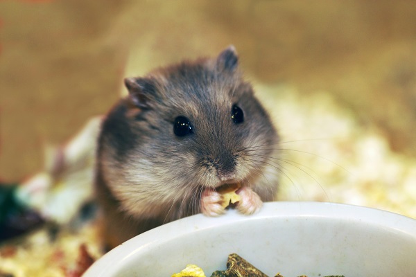 Comida para hamster