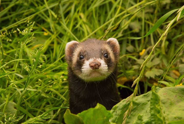 Furão para adoção: descubra a diferença entre ferret e furão