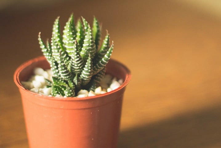 Plantas para casa: saiba quais espécies escolher!