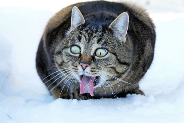 Por que meu gato mostra a língua quando sente alguns cheiros ou gostos?