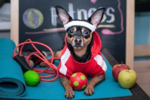 Brinquedos para quem tem um atleta de quatro patas em casa