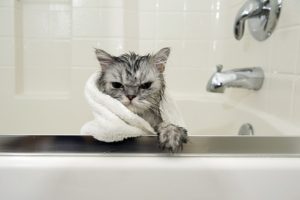 Cinco shampoos que oferecem maciez e sedosidade ao seu gato