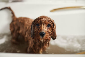 Cinco shampoos que trarão maciez e hidratação ao seu filhote