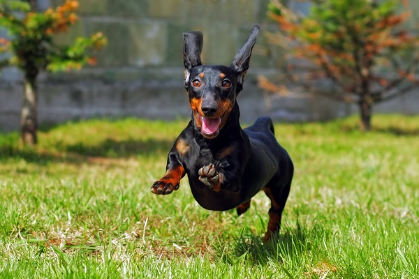 Dachshund – Principais doenças