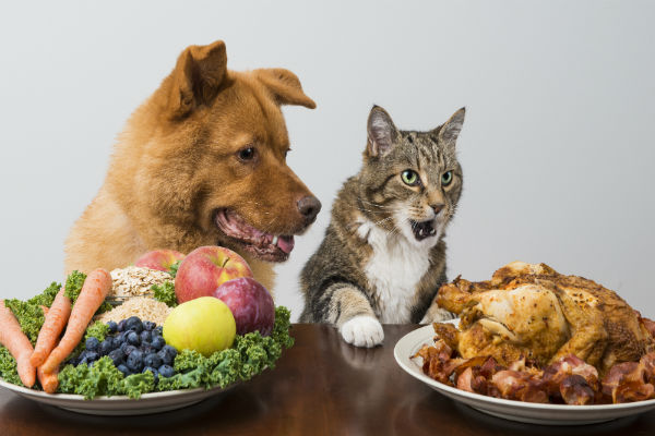 Dietas veganas ou vegetarianas podem ser um problema para pets