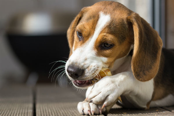 Petiscos que ajudam na limpeza dos dentes dos pets