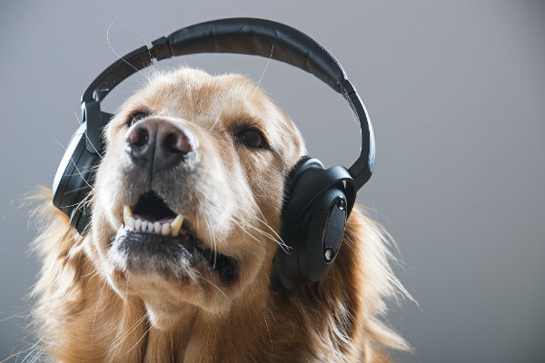 Petlove lança seu podcast