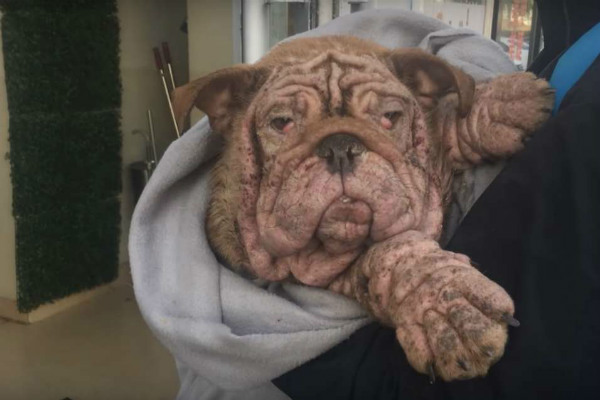 Buldogue abandonado se alimentava de folhas para sobreviver