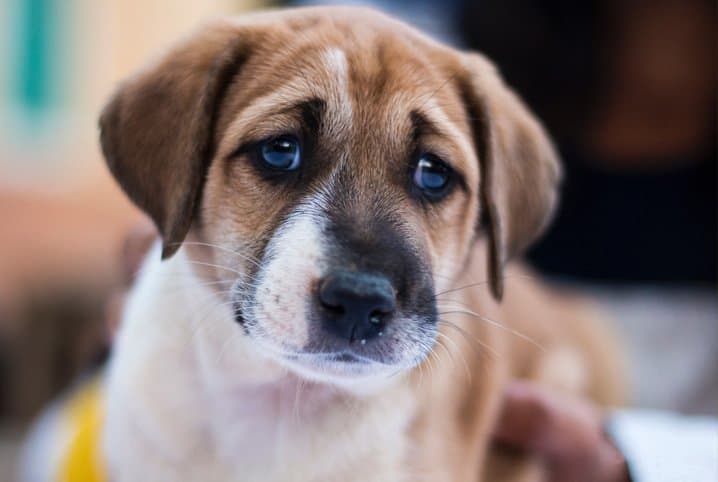 Cachorro medroso: saiba como agir nesse momento