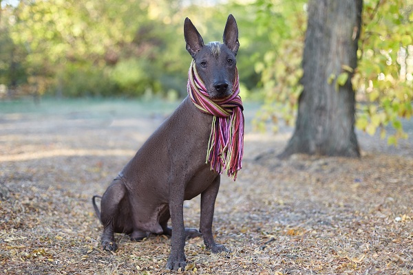 Cachorro sem pelo: conheça as raças naturalmente “peladas”