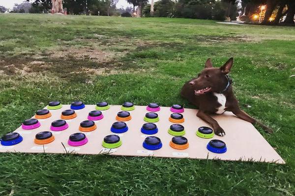 Conheça a cachorra que está aprendendo a se comunicar de maneira mais efetiva com humanos