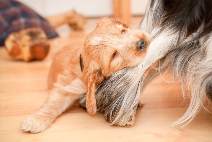 Mau comportamento pet: descubra as razões do problema