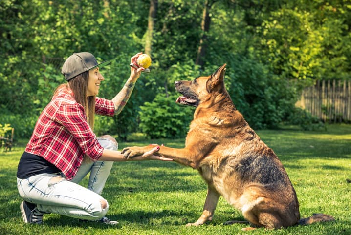 O que é pet sitter? Descubra aqui!