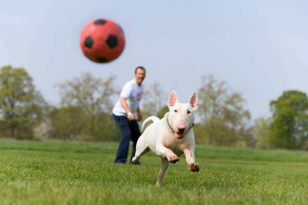 O temperamento do Bull Terrier