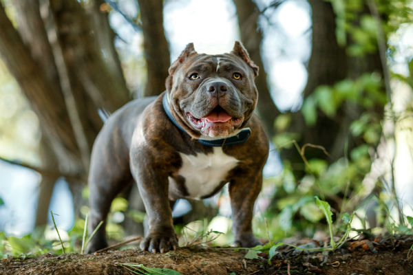 Quatro motivos para ter um American Bully