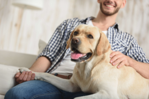 Alimentação para cães de médio e grande porte: quais os cuidados que eles precisam?