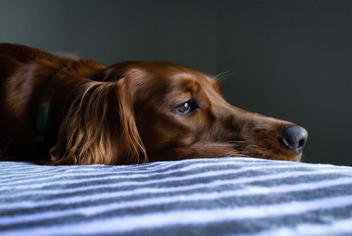 Asma em cachorro: saiba como fazer o diagnóstico e tratar a doença