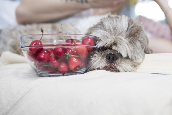 Cachorro pode comer cereja?