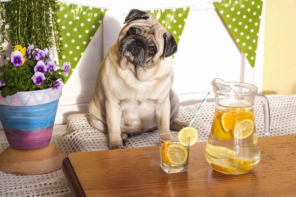 Cachorro pode comer limão? Tire essa dúvida agora!