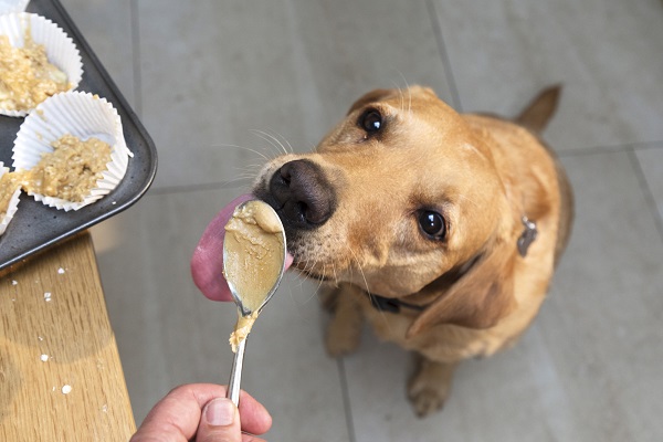 Cachorro pode comer manteiga de amendoim?