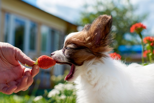 Cachorro pode comer morango?