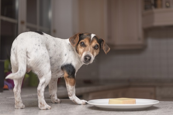 Cachorro pode comer queijo?