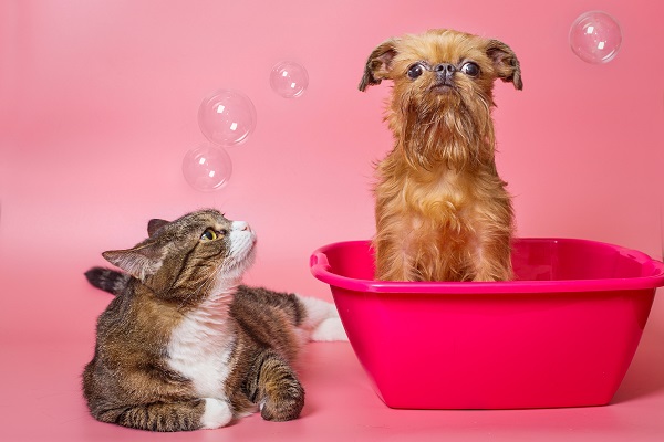 Cinco shampoos super cheirosos para cães e gatos