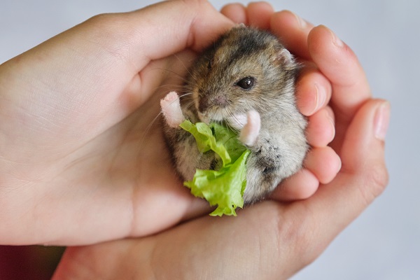 Como alimentar filhotes de hamster